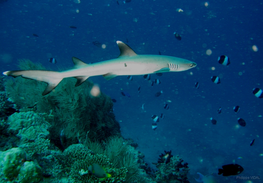 IMG_7692rcRequin corail ou Aileron blanc du lagon.jpg
